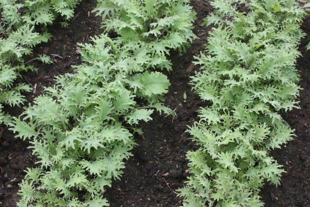 Black Gold Compost is a super mulch for the vegetable garden. 