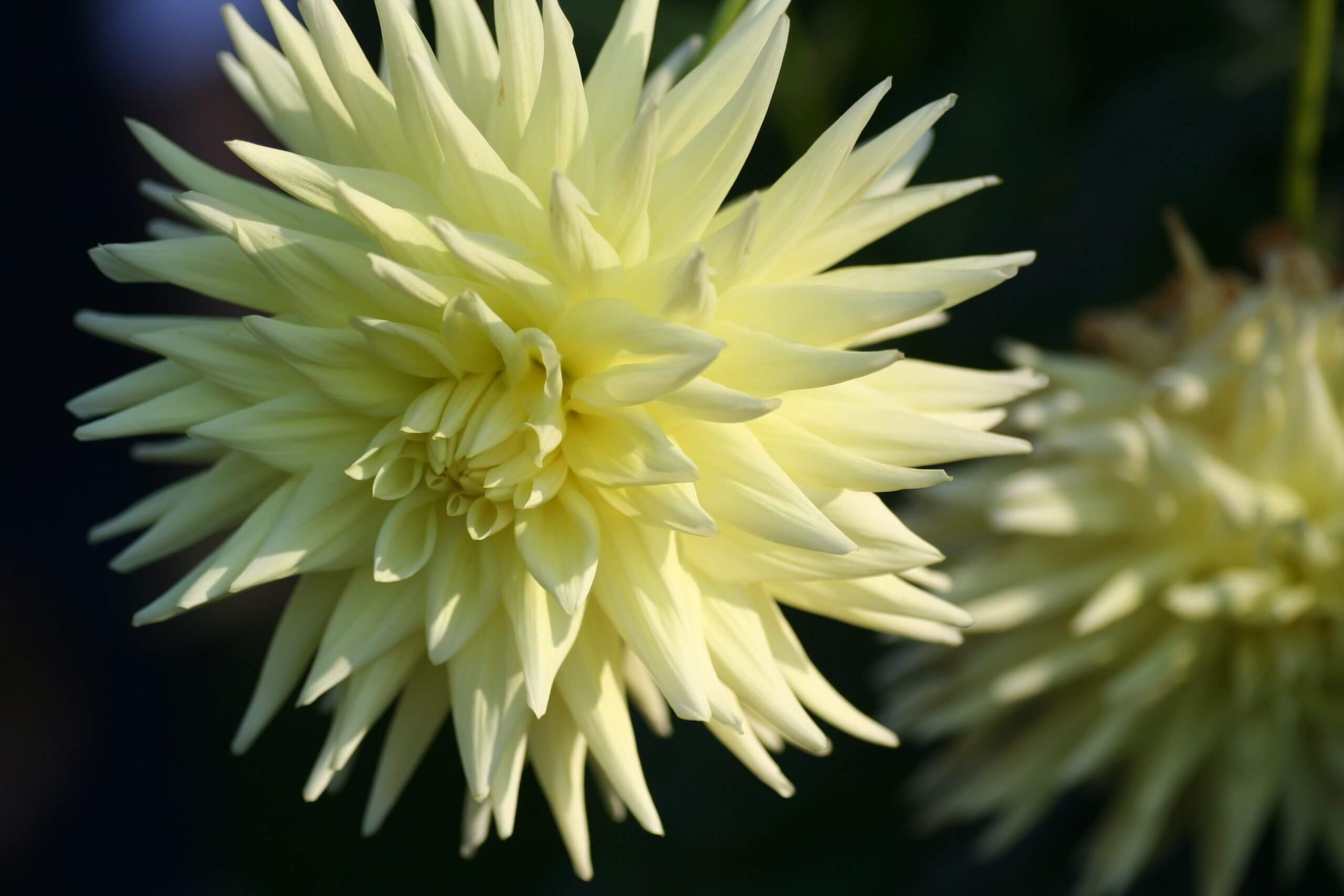 The primrose-yellow Dahlia ‘Aitara Majesty’ is a super giant with flowers that reach 12 inches across.