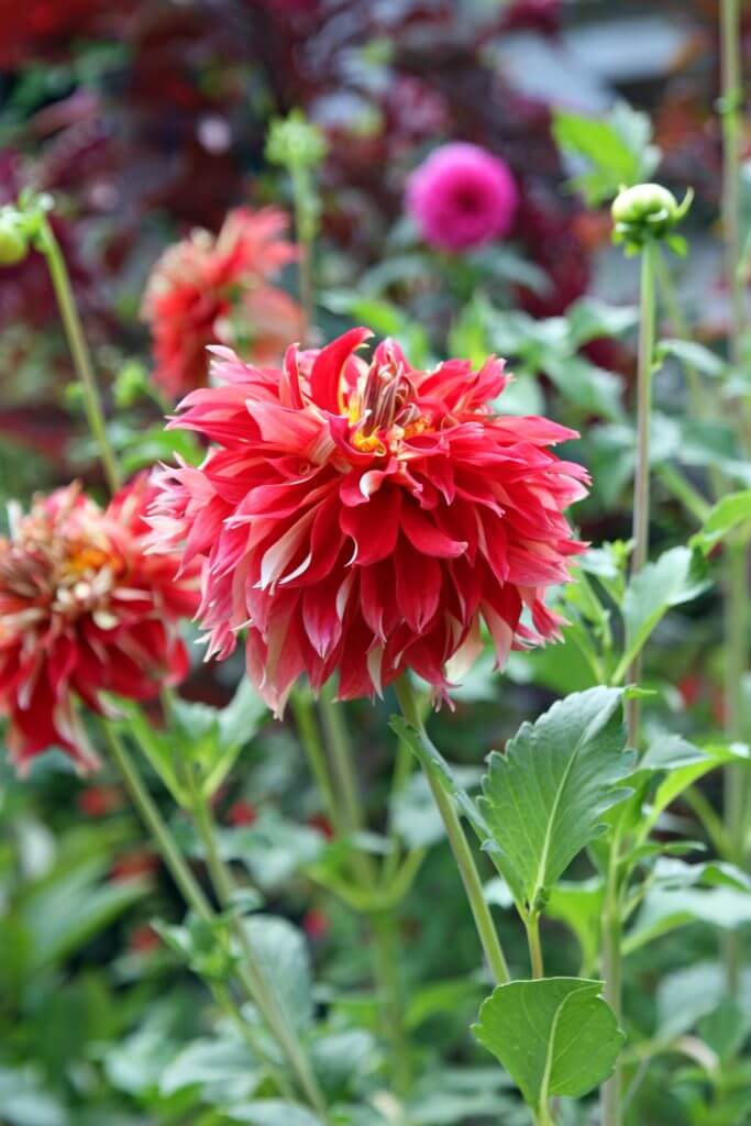 Growing Giant Dinner Plate Dahlias – Black Gold