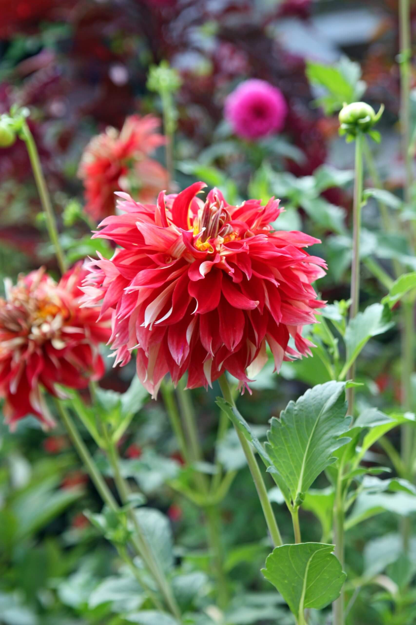 Some giant Dahlias, ‘Bodacious’, need staking to keep plants from flopping.
