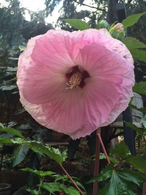 Hibiscus 'Tie Dye'