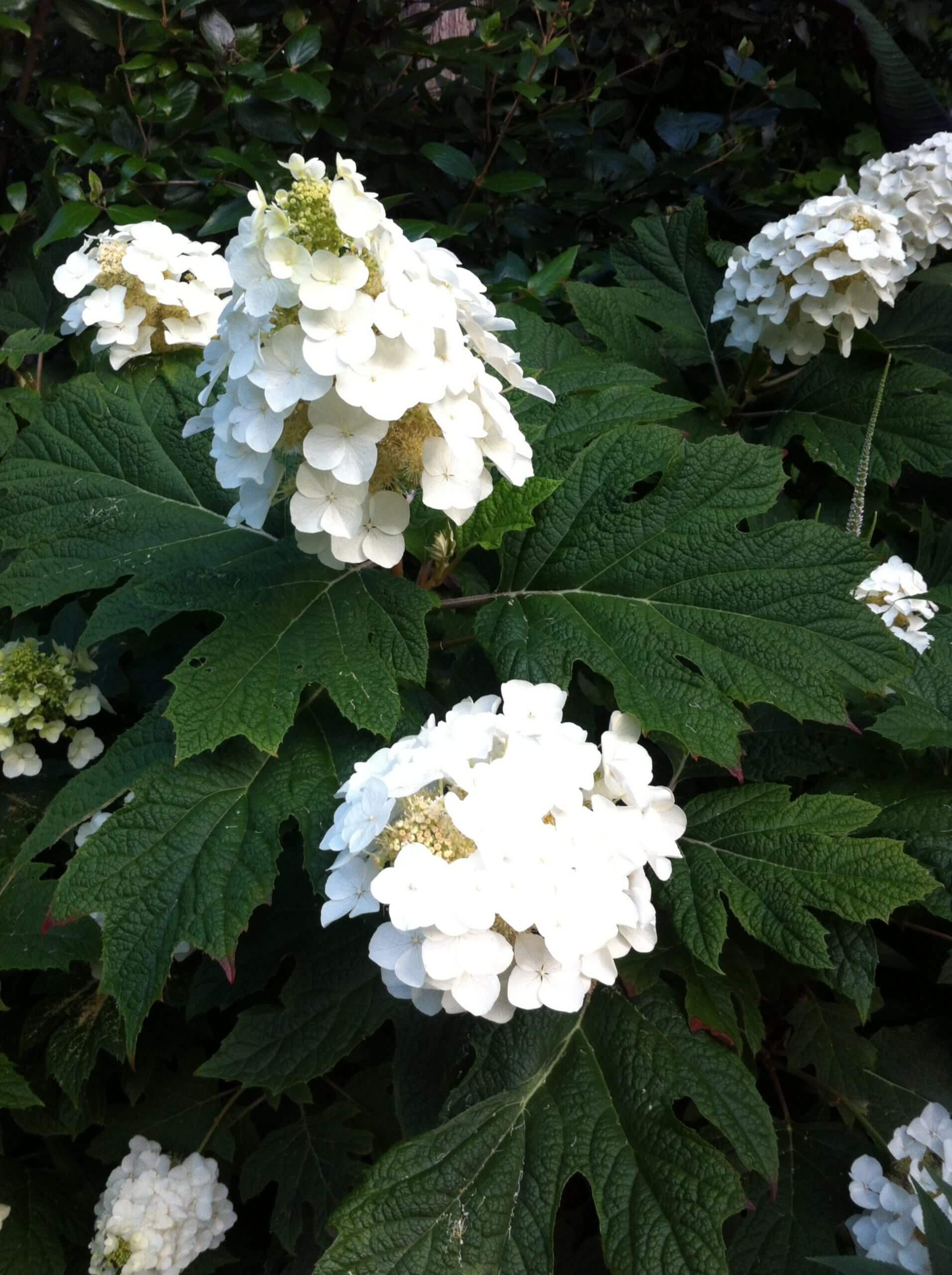 Hydrangea Snow Queen