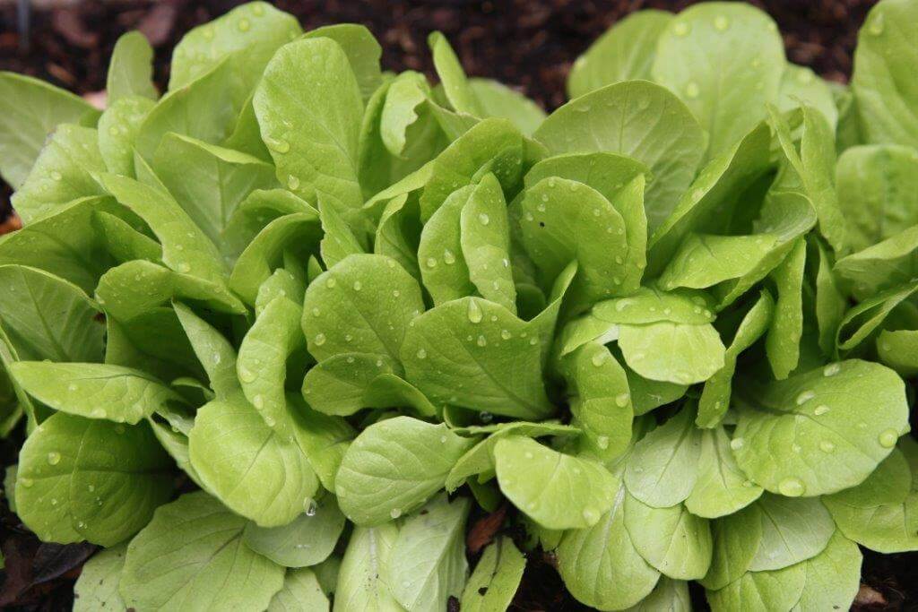 Cut-and-come-again lettuce is the perfect cool-season crop for fall and winter gardens.
