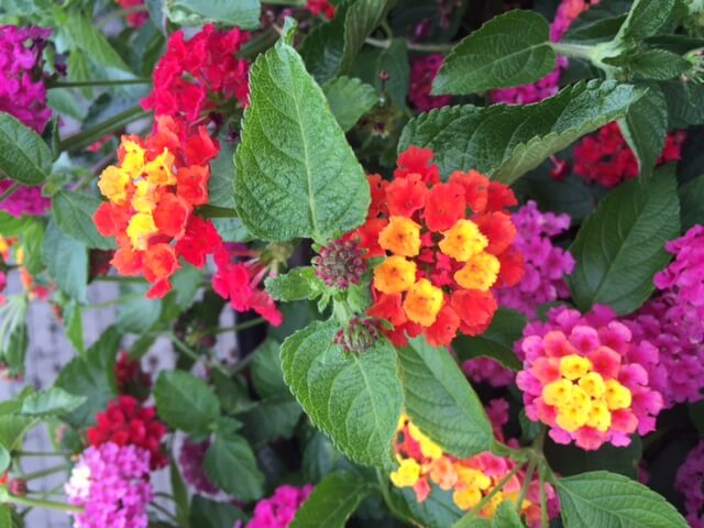 Lantana, colors