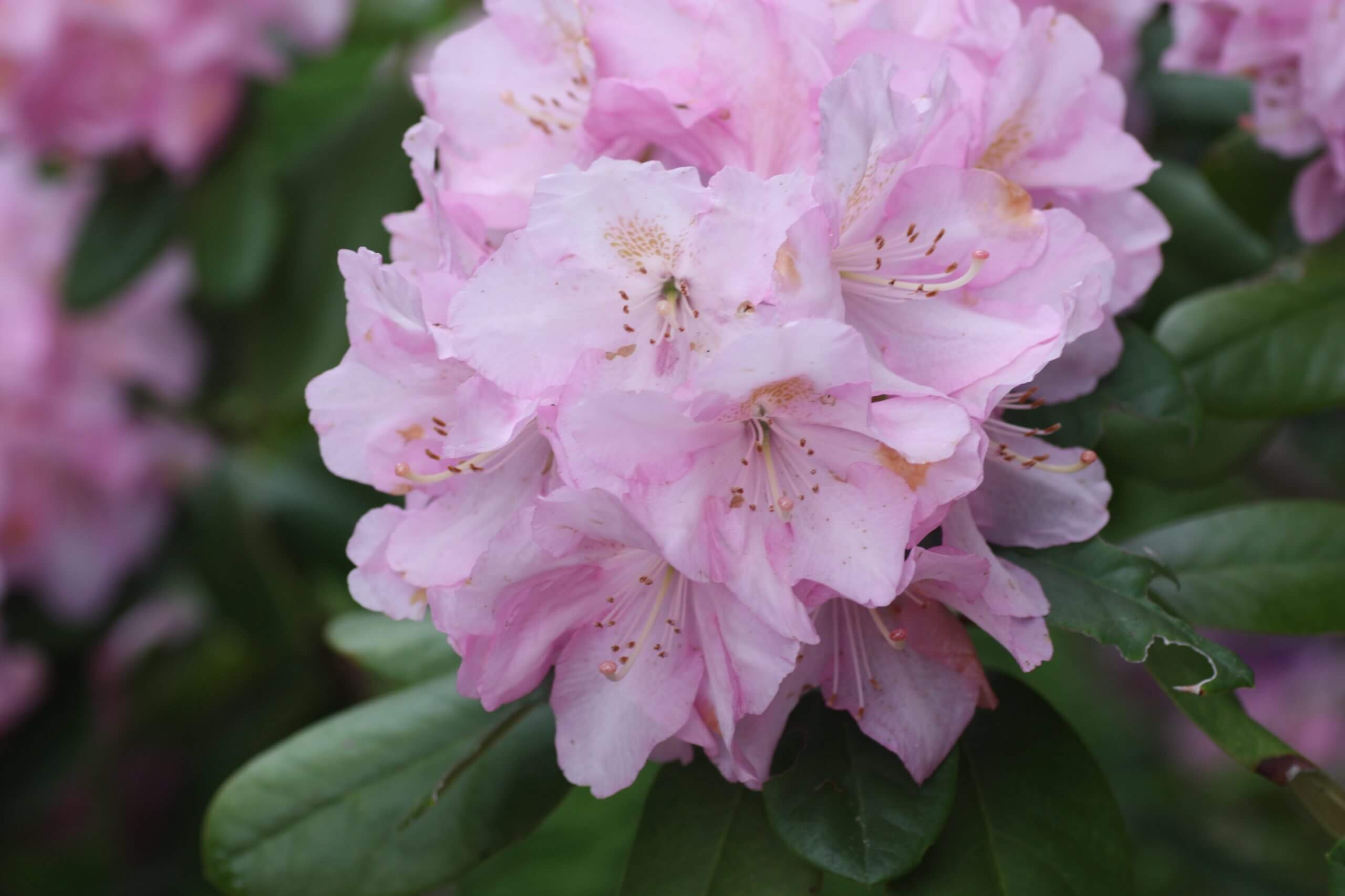 Rhododendron-Scintillation-Dexter-Hybrid2-JaKMPM