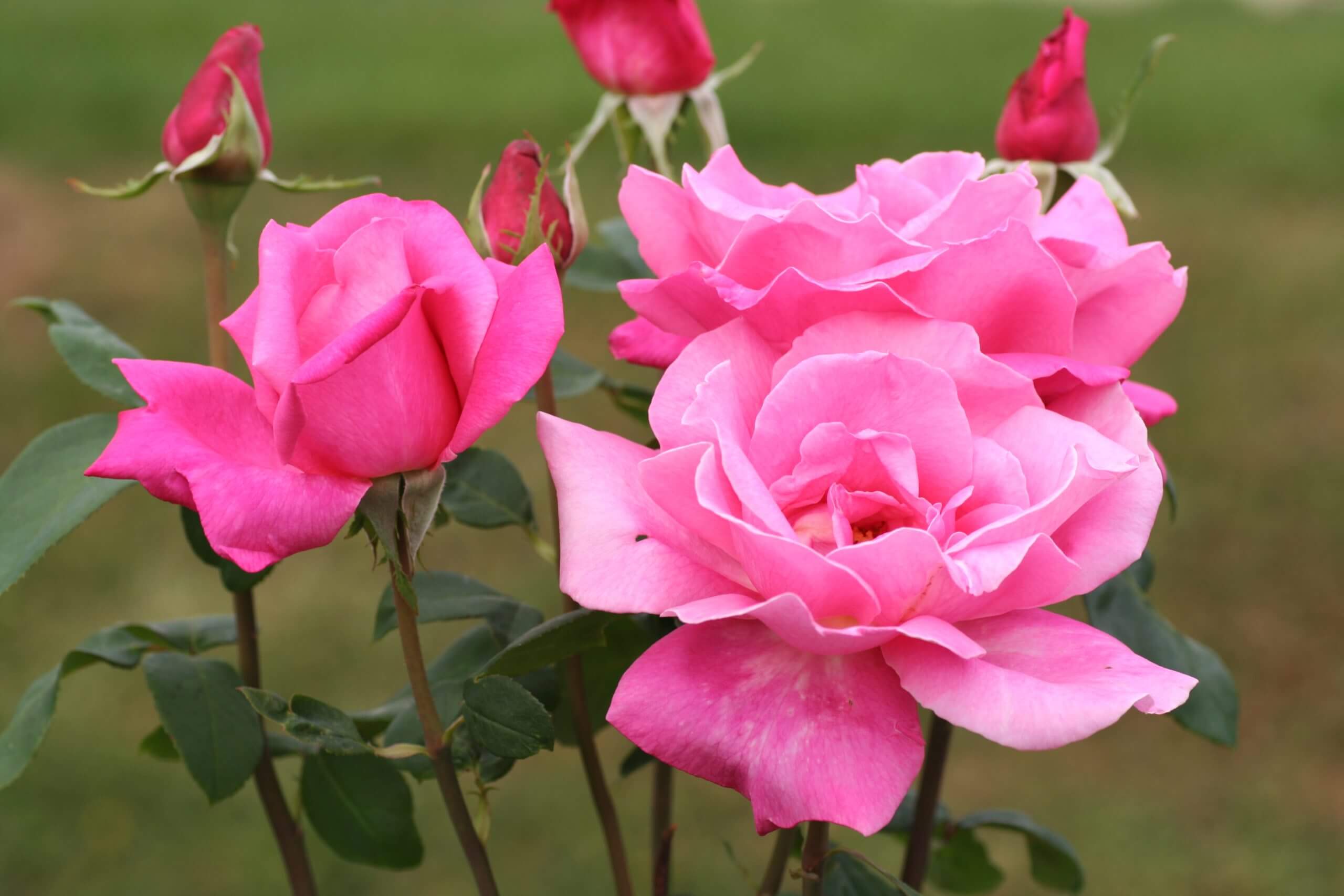 Rosa 'Perfume Delight' 2 JaKMPM