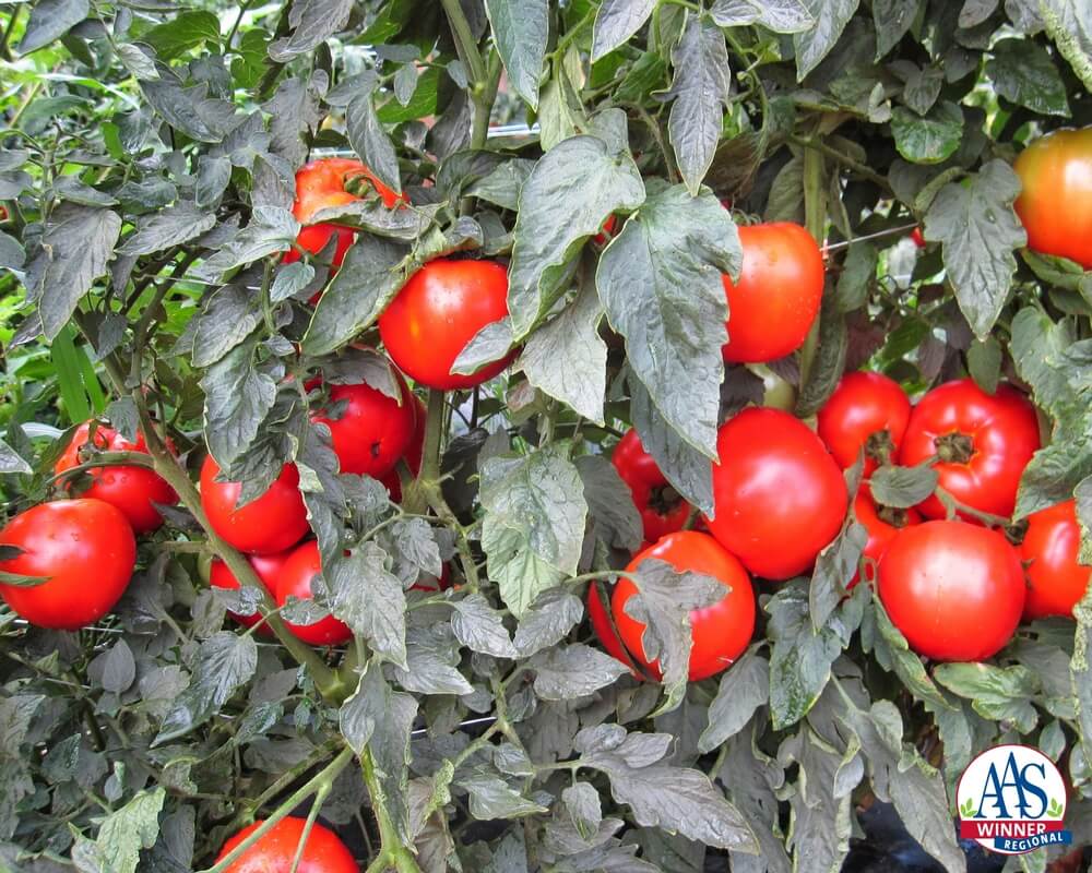 'Moutain Merit' is an award-winning bushy tomato that's great for container growing. (photo by All-America Selections® Winners)