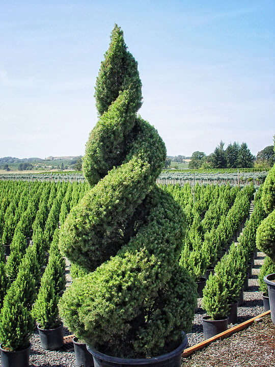 https://blackgold.bz/wp-content/uploads/sites/3/2016/08/double-spiral-topiaries-maureen-gilmer.jpg