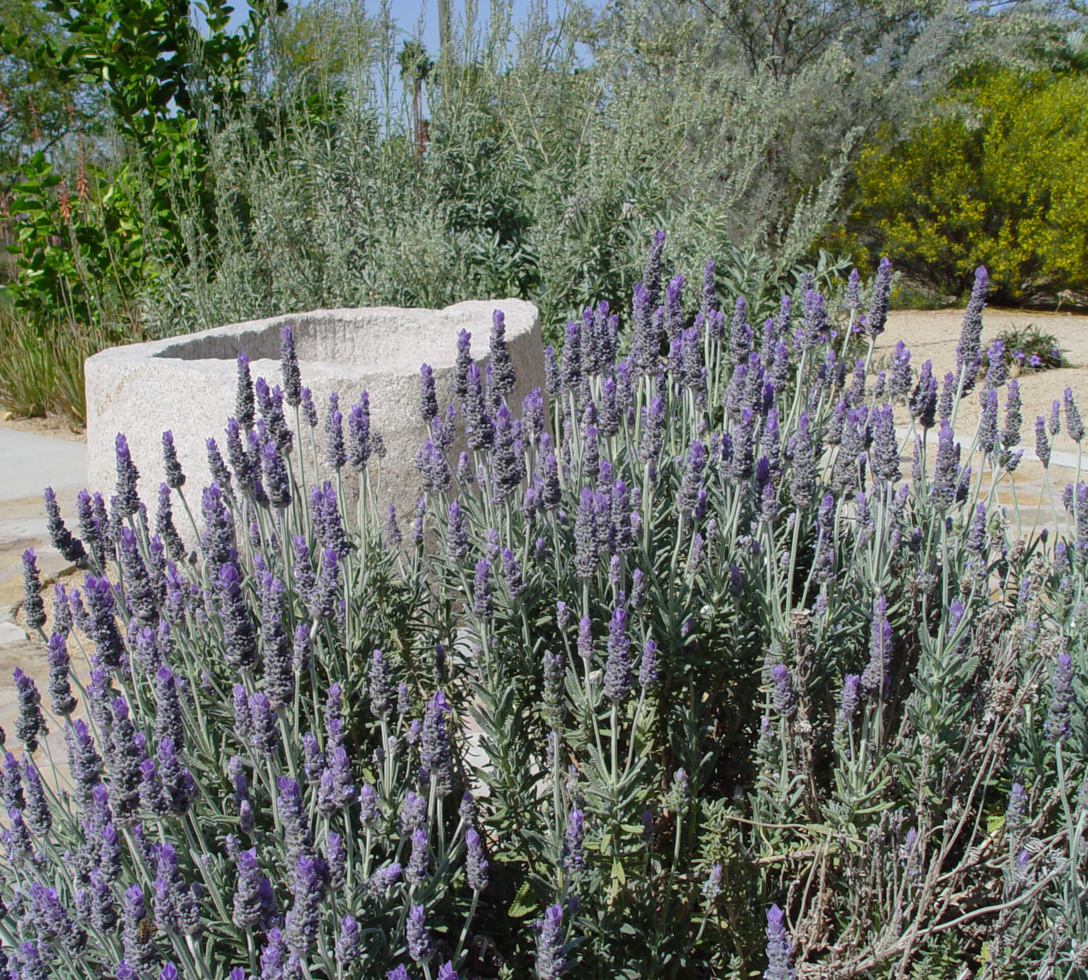 french lavender