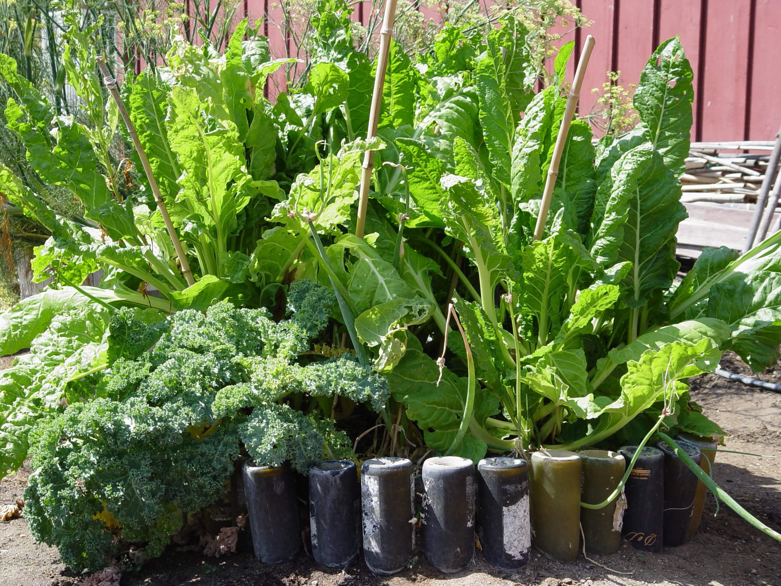 Bottles create a unique raised container for ruffled kale, the new "super food".