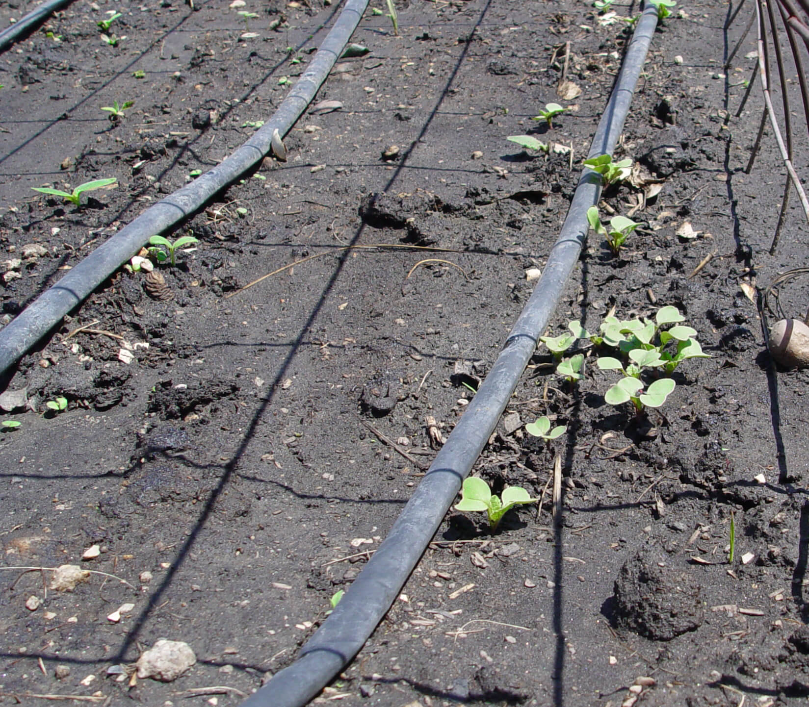 Drip irrigation is a great way to keep seedlings well watered.