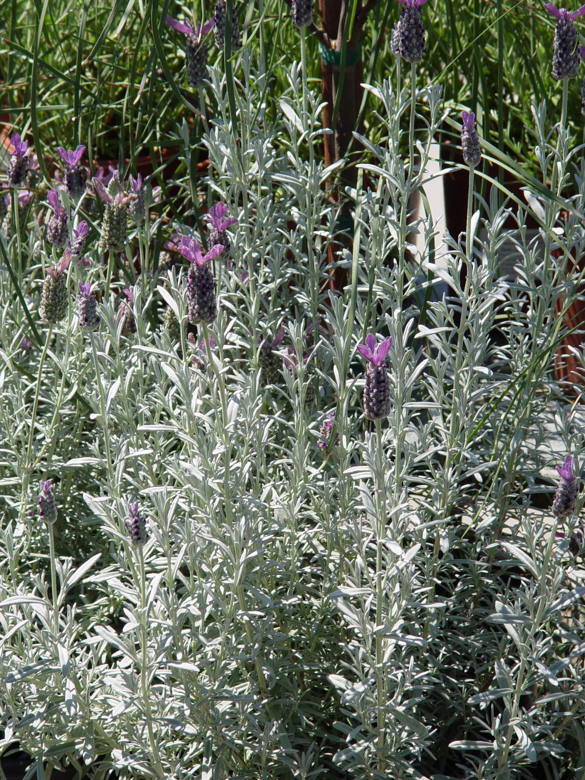 spanish lavender