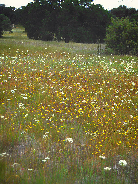 Wild Meadow - Photo by Maureen Gilmer