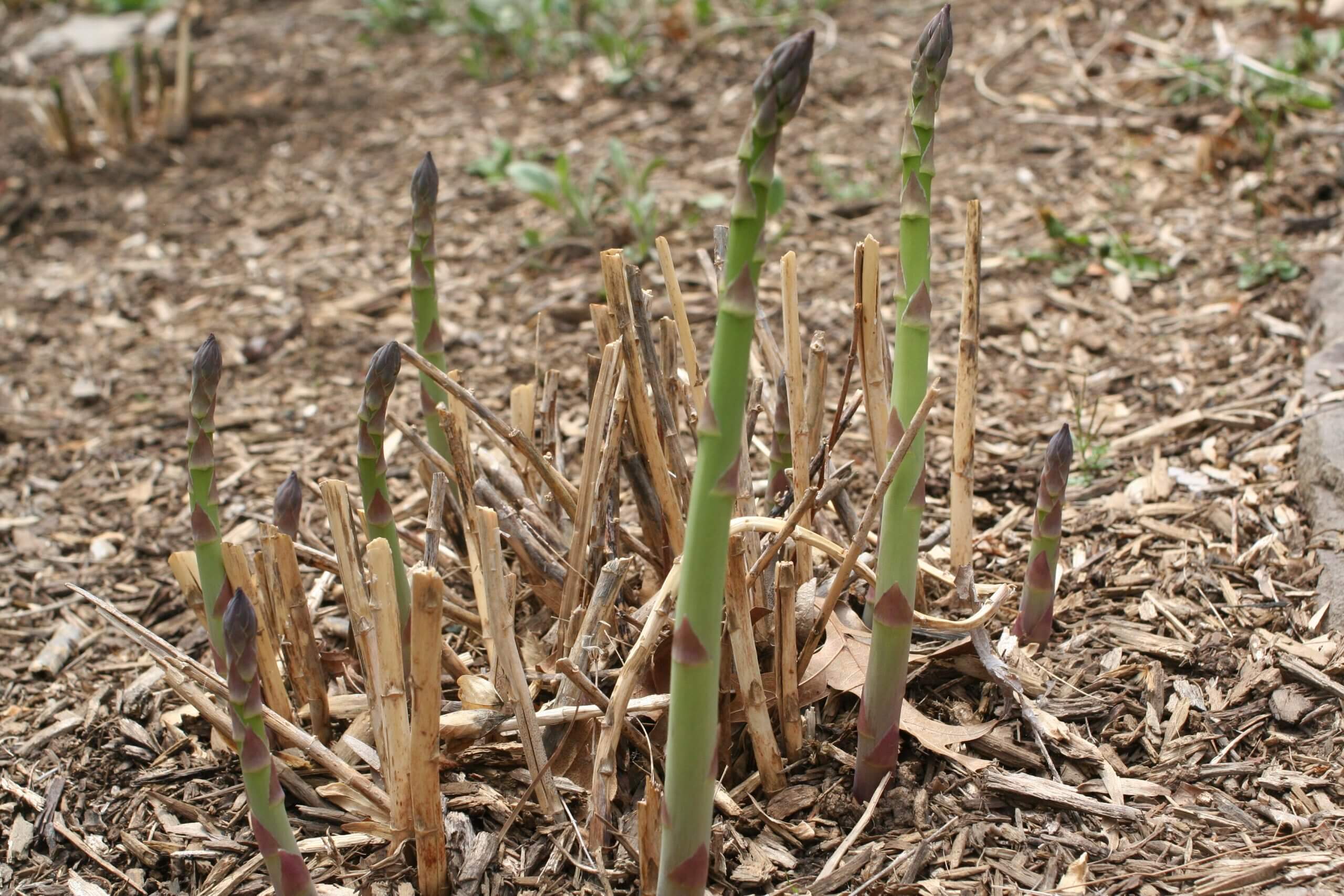 Asparagus officinalis 'Jersey Knight'