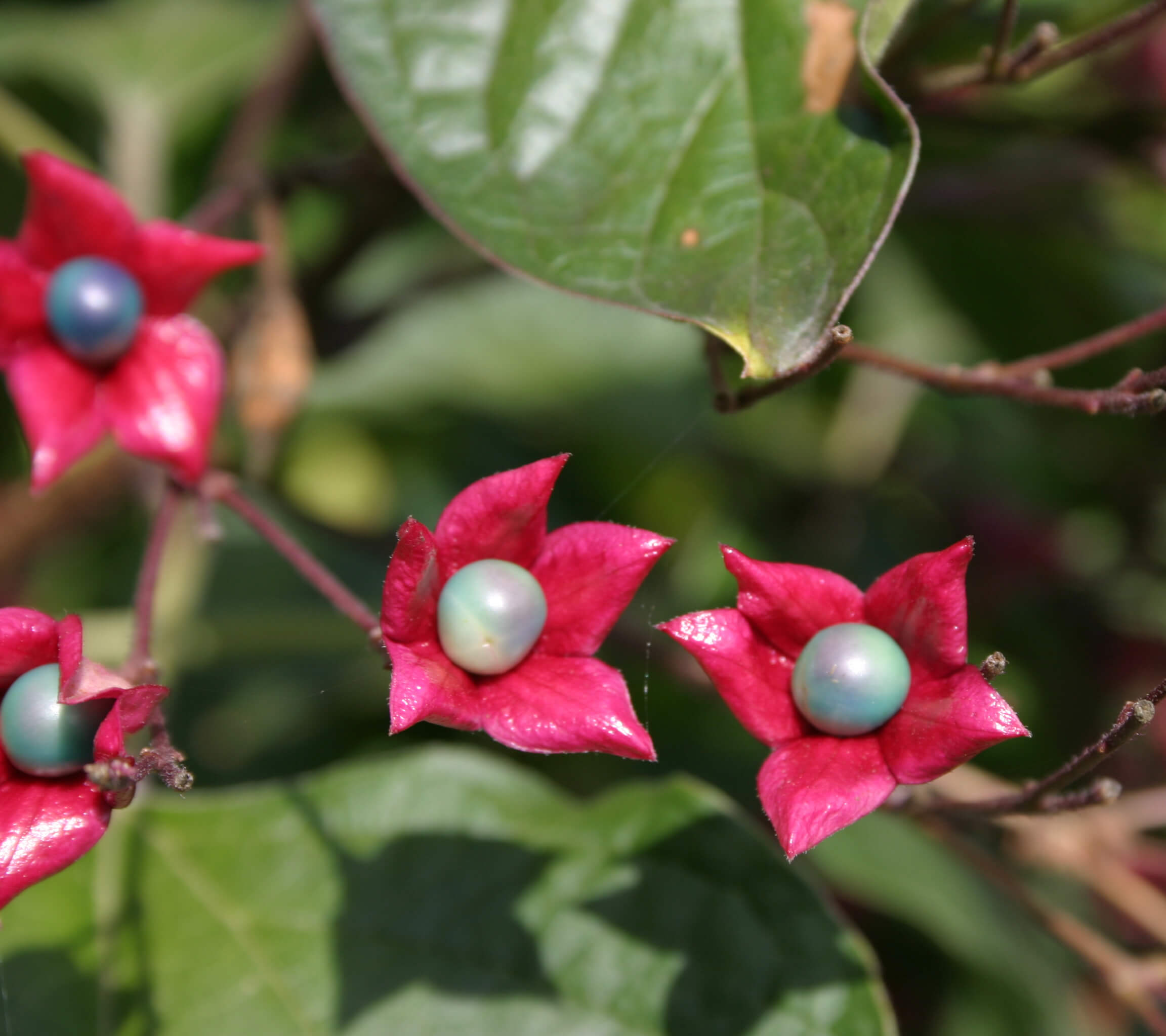 Clerodendron trichotomum fruits look almost like flowers and remain colorful on the shrubs until early fall.