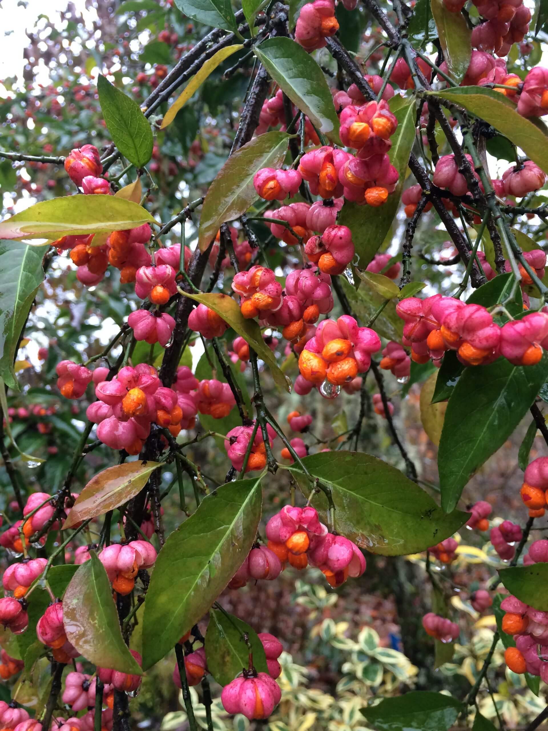 Euonymus europaeus 'Aldenhamensis'