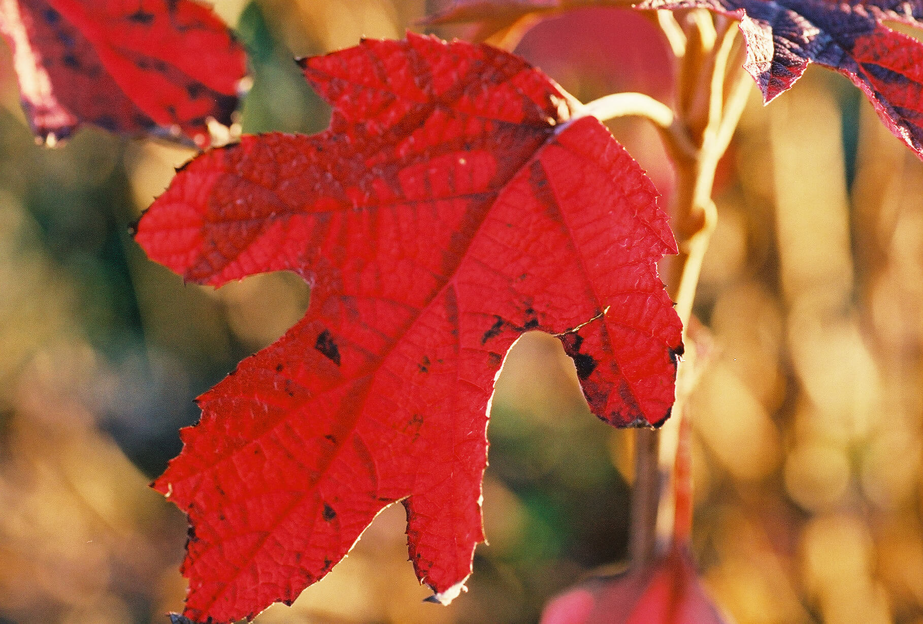 Hydrangea quercifolia fall color JaKMPM