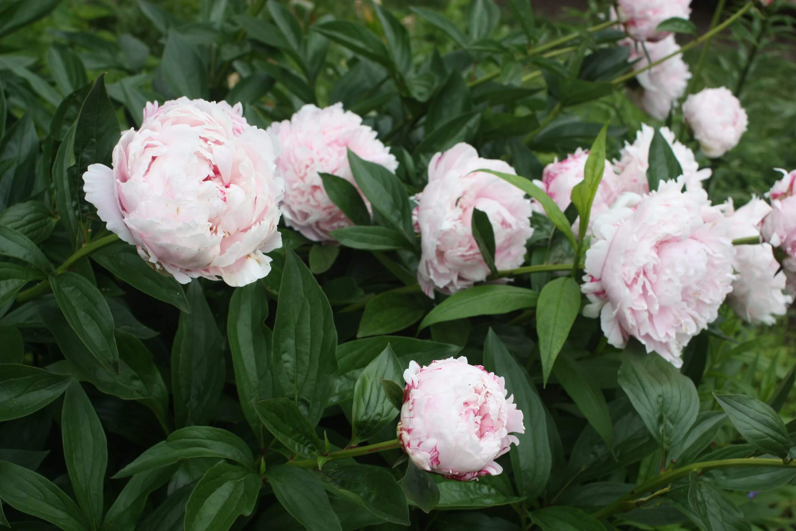 Paeonia lactiflora 'Sarah Bernhardt' JaKMPM