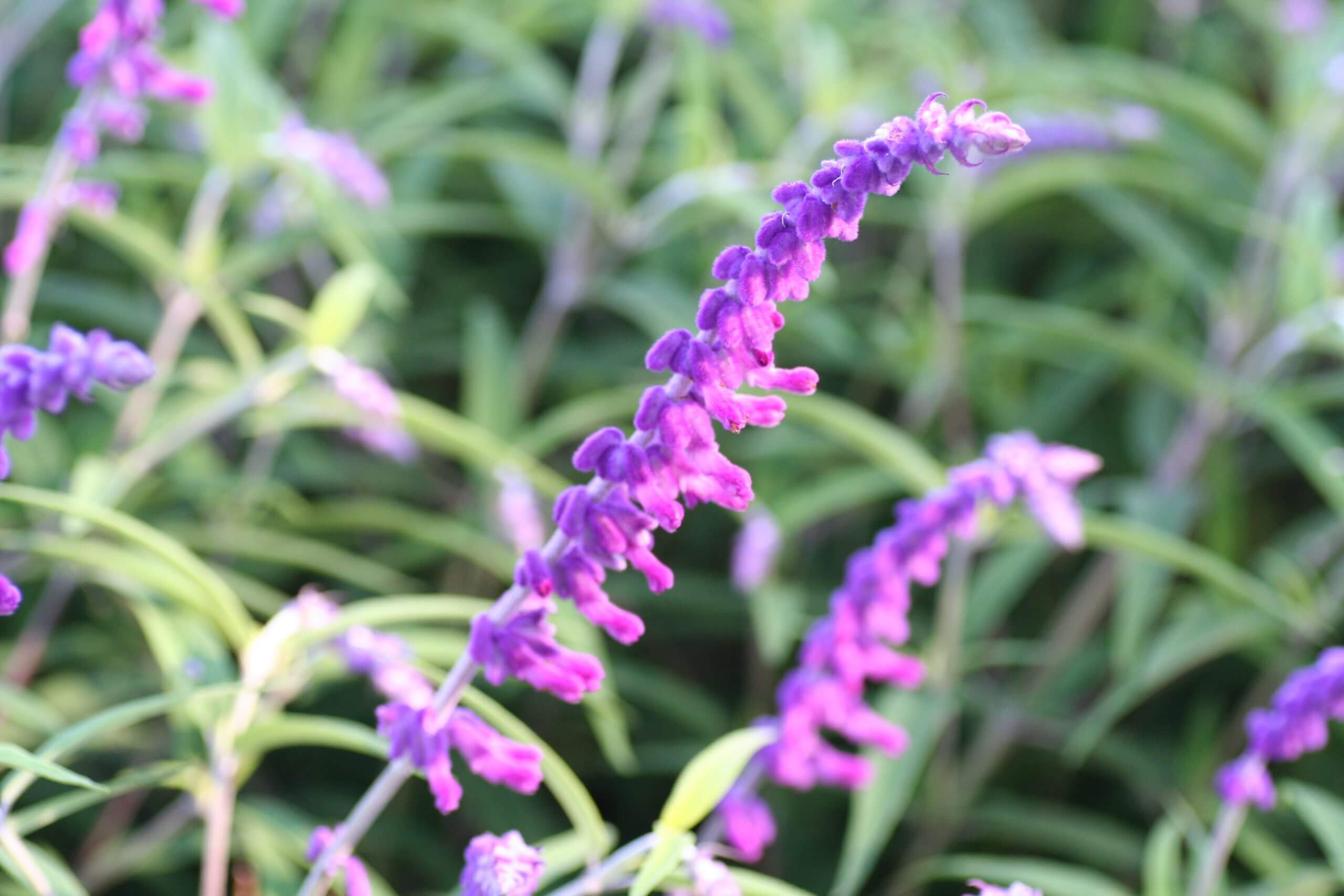 Salvia leucantha 'All Purple' JaKMPM