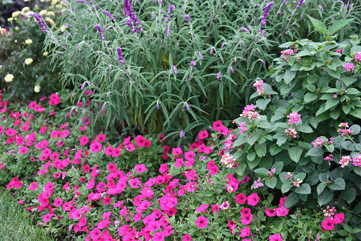 Supertunia-Royal-Magenta-Salvia-leucantha-and-Lantana-camara