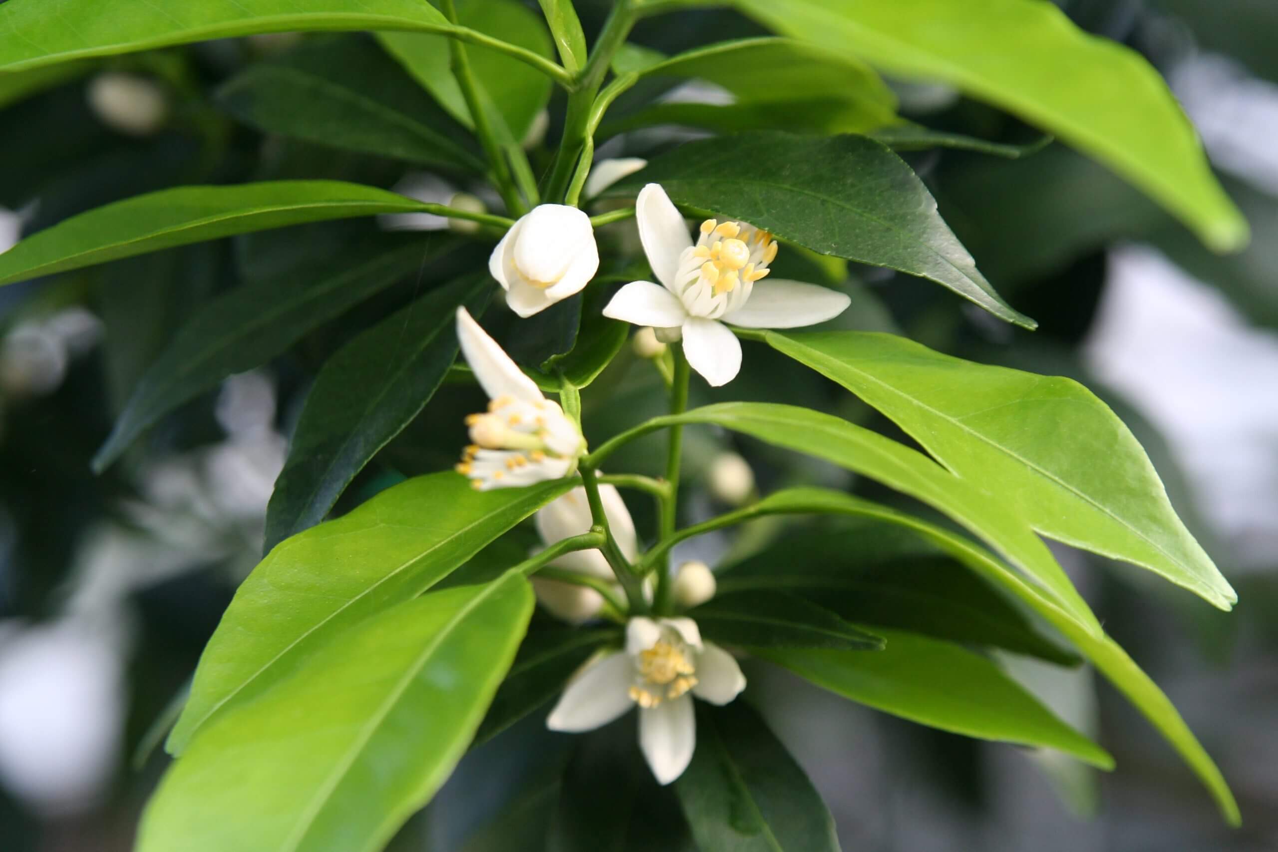 Citrus reticulata 'Encore' (Mandarin Group)