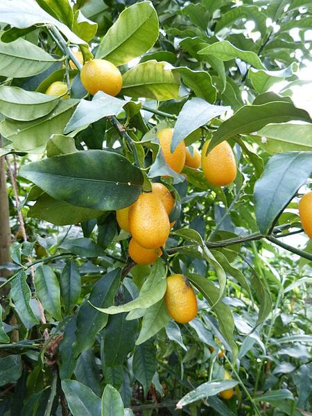 Kumquats growing in a winter conservatory. (Image by Abaddon1337)