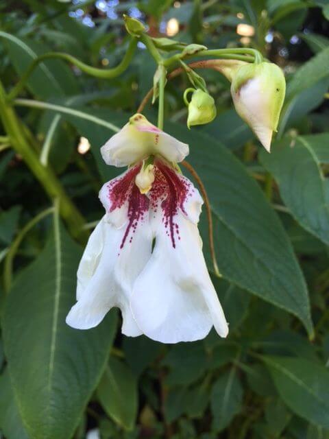 Impatiens tinctoria