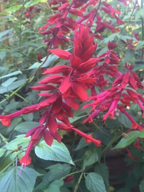 Salvia splendens Saucy™ Red