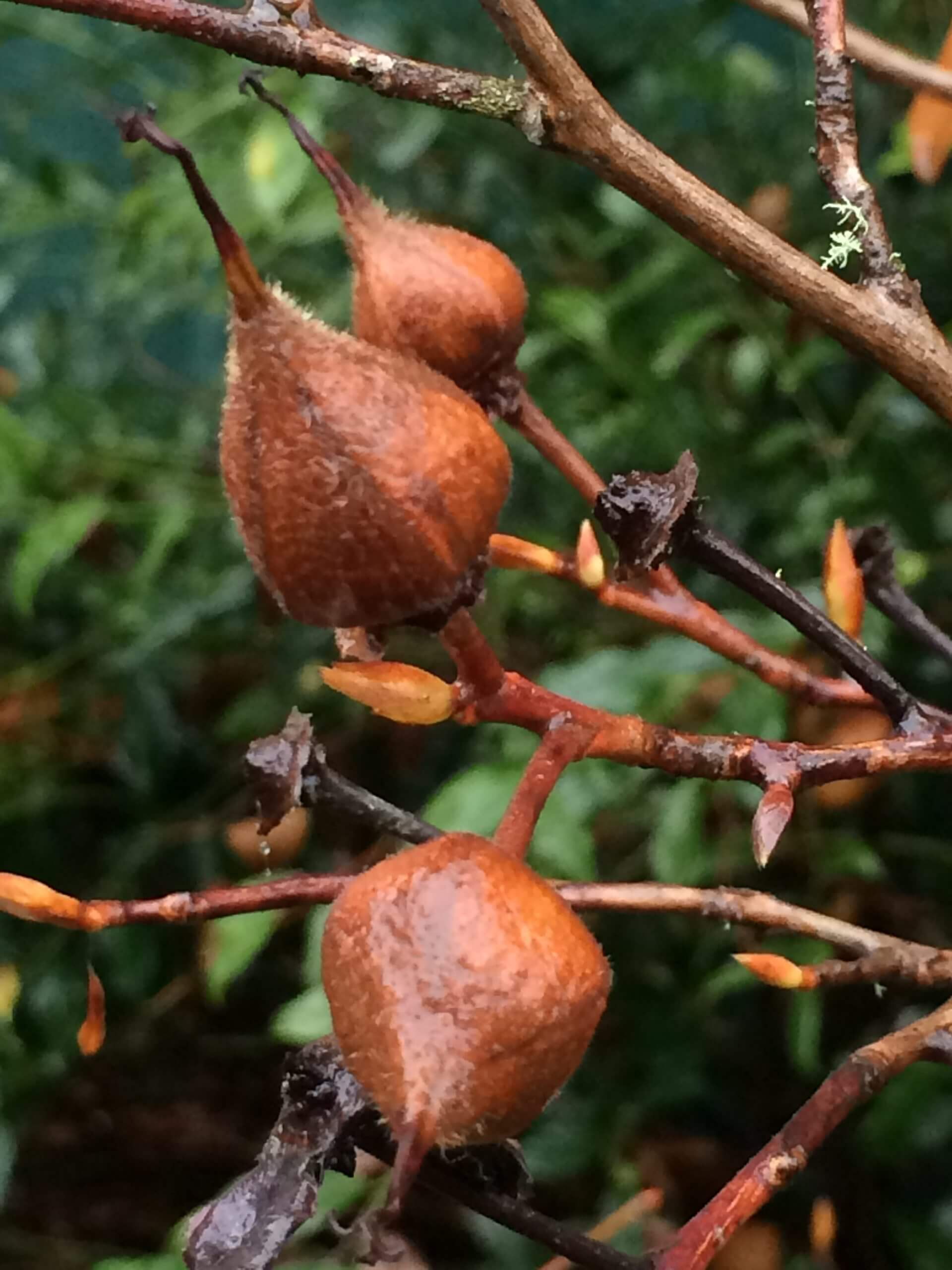 Stewartia pseudocamellia seed pods, L Foltz 2014