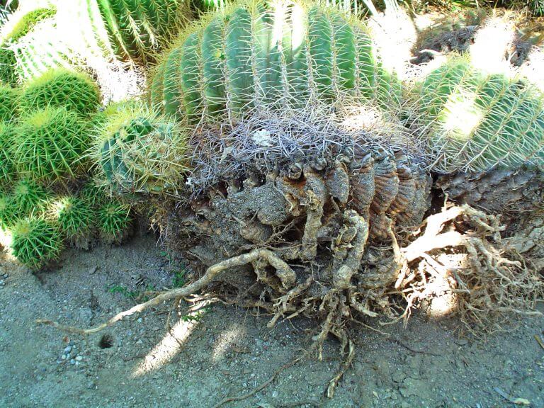 Planting a Barrel Cactus Safely – Black Gold