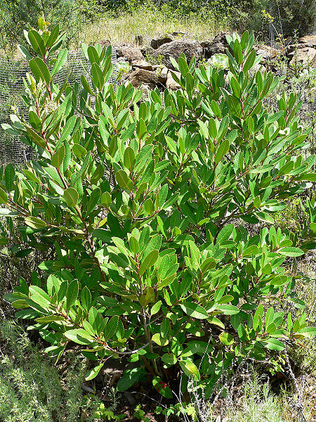 A young Christmasberry shrub.