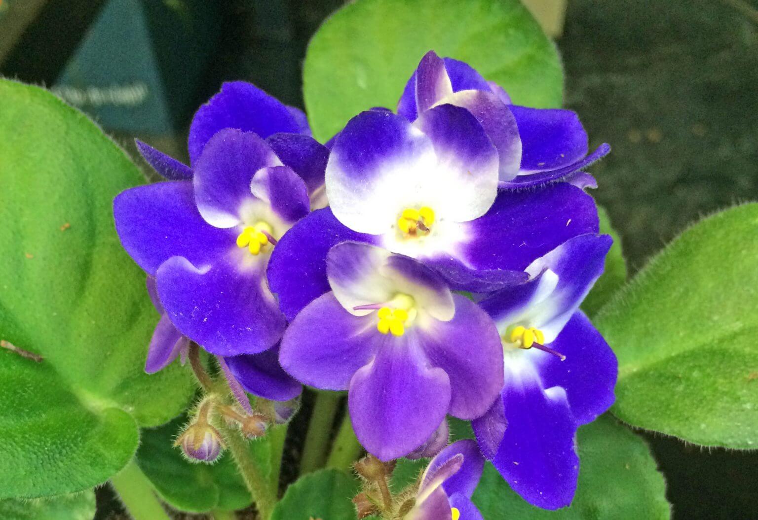 Smart Tips for Growing African Violets Black Gold