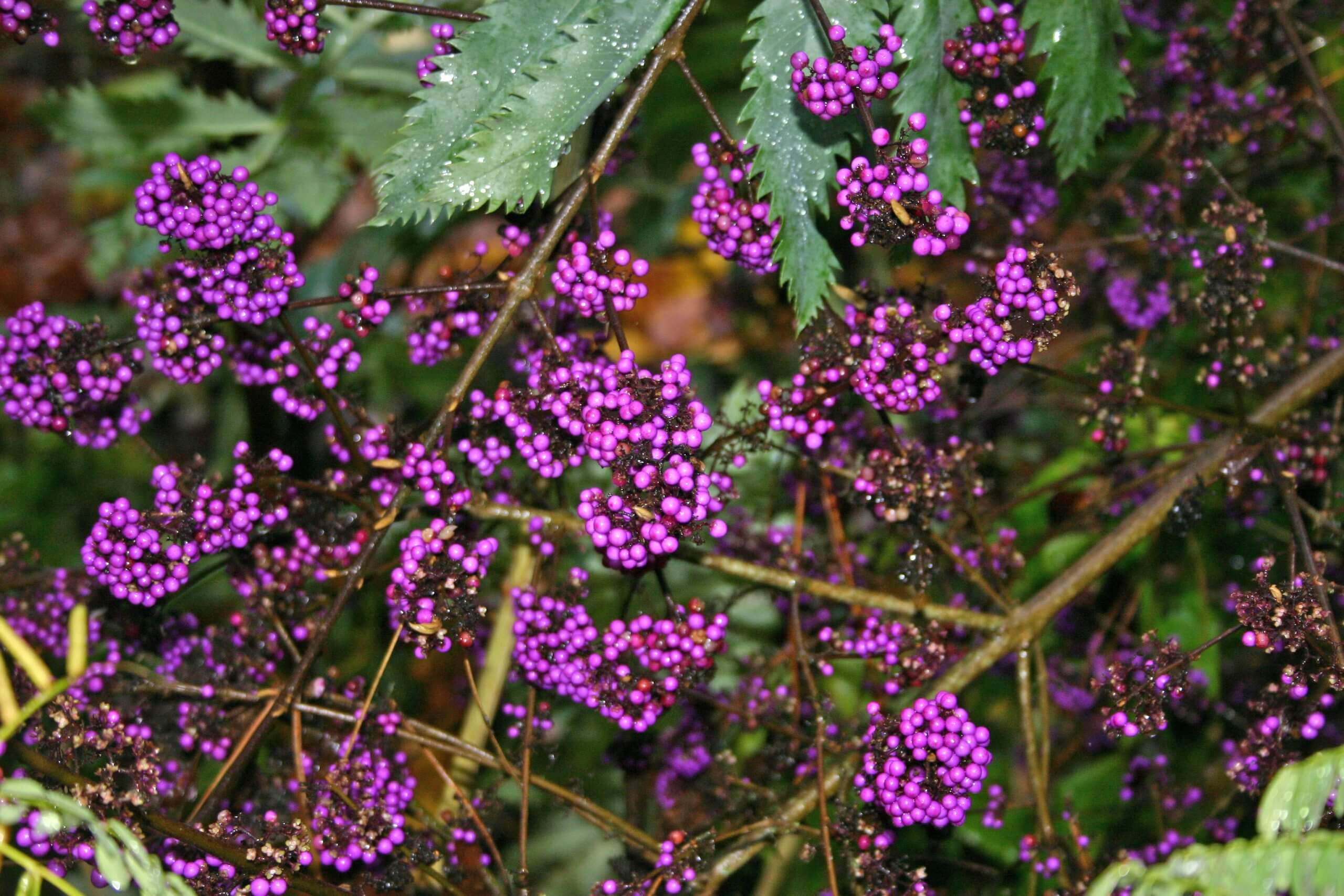 Callicarpa 'Beautyberry'