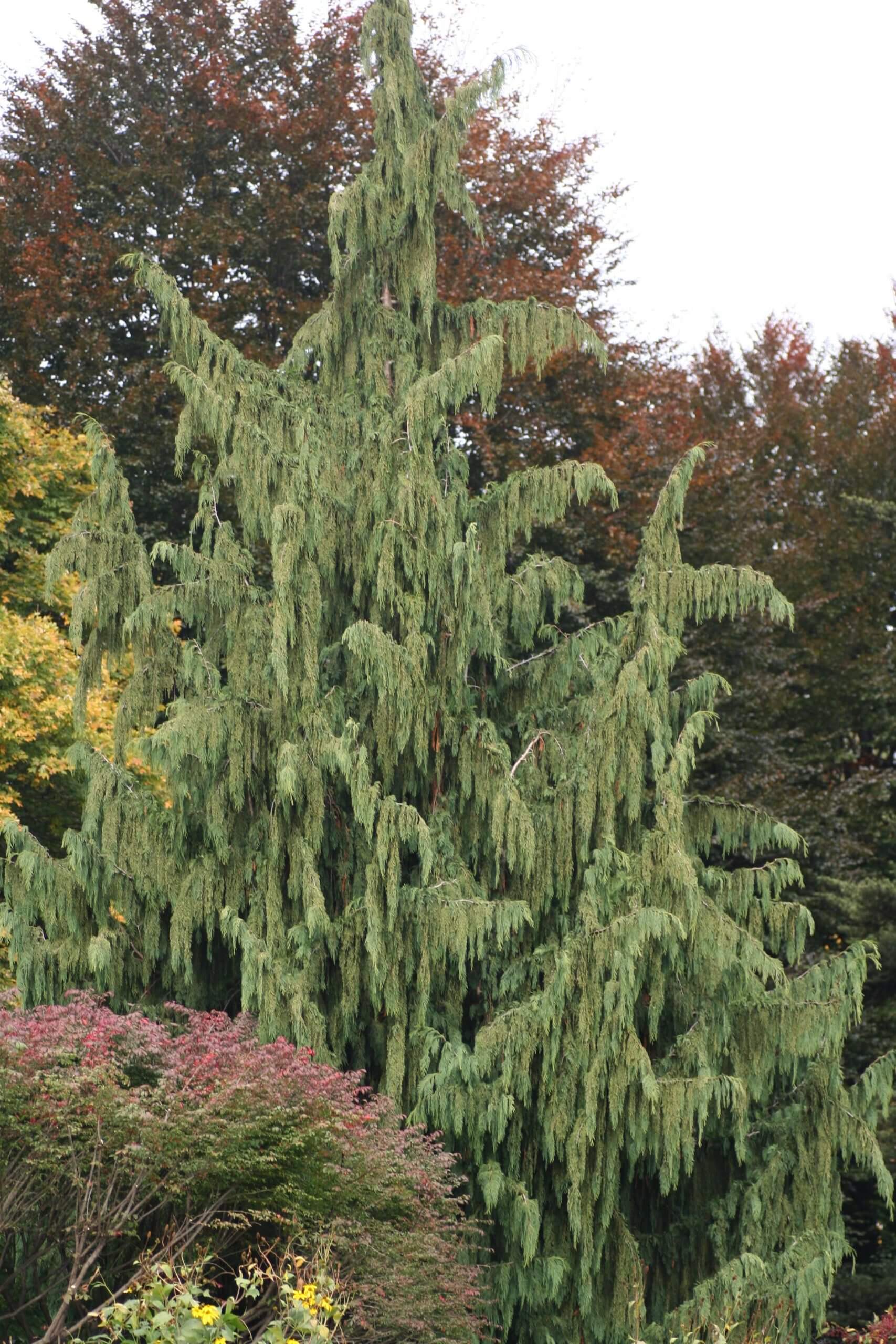 Chamaecyparis nootkatensis 'Pendula'