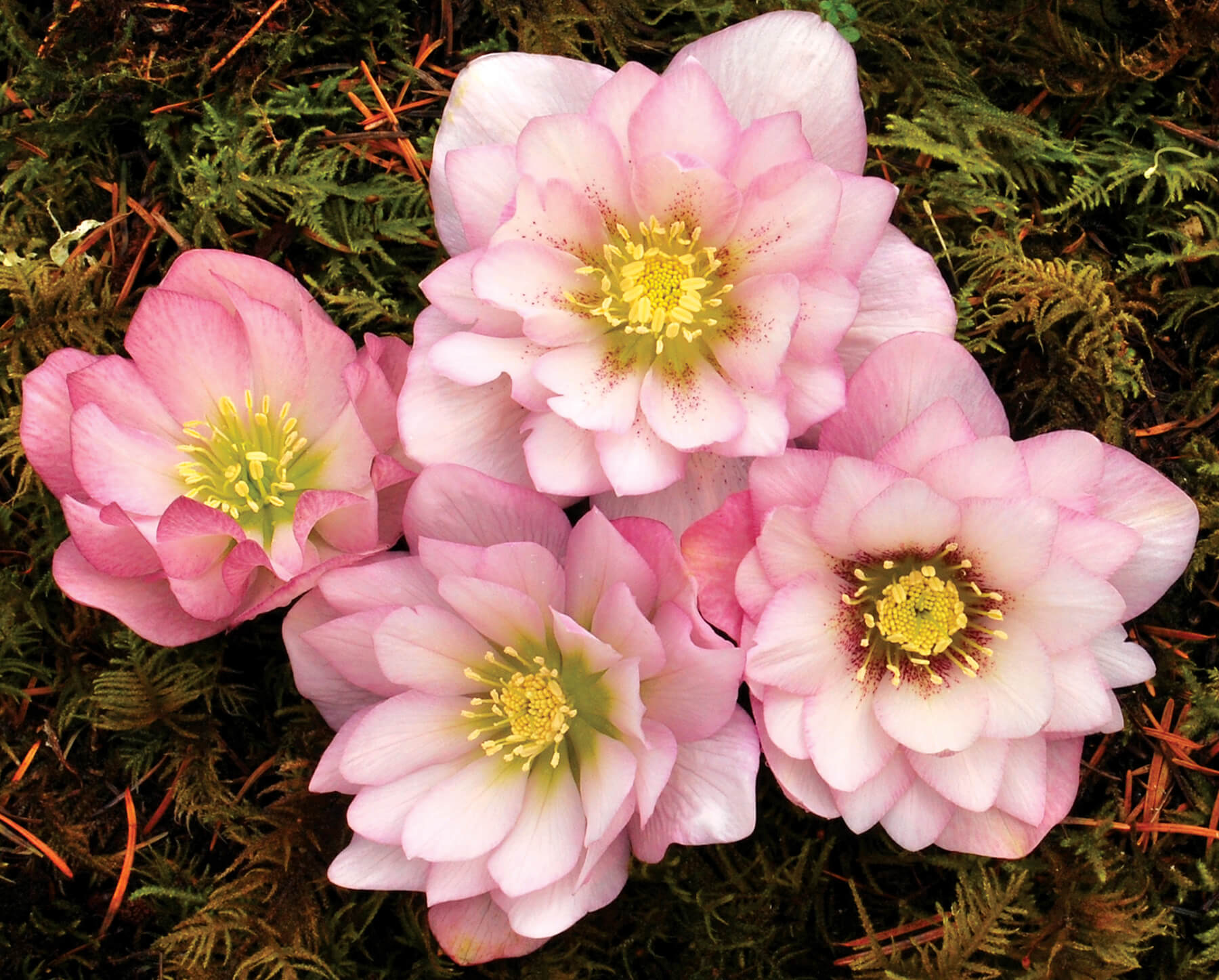 Helleborus_Cotton_Candy_4b-1