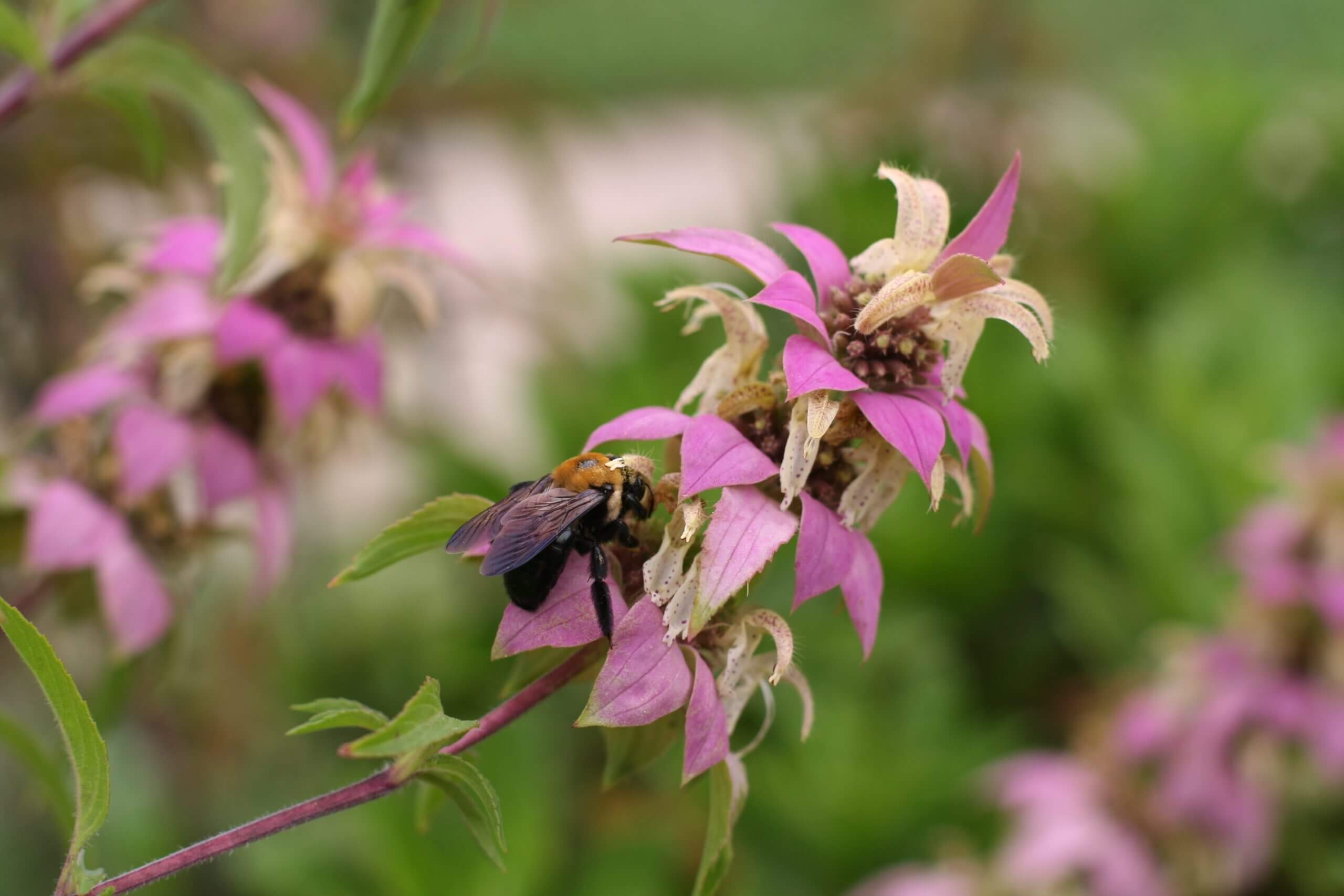 Monarda punctata and Bombus