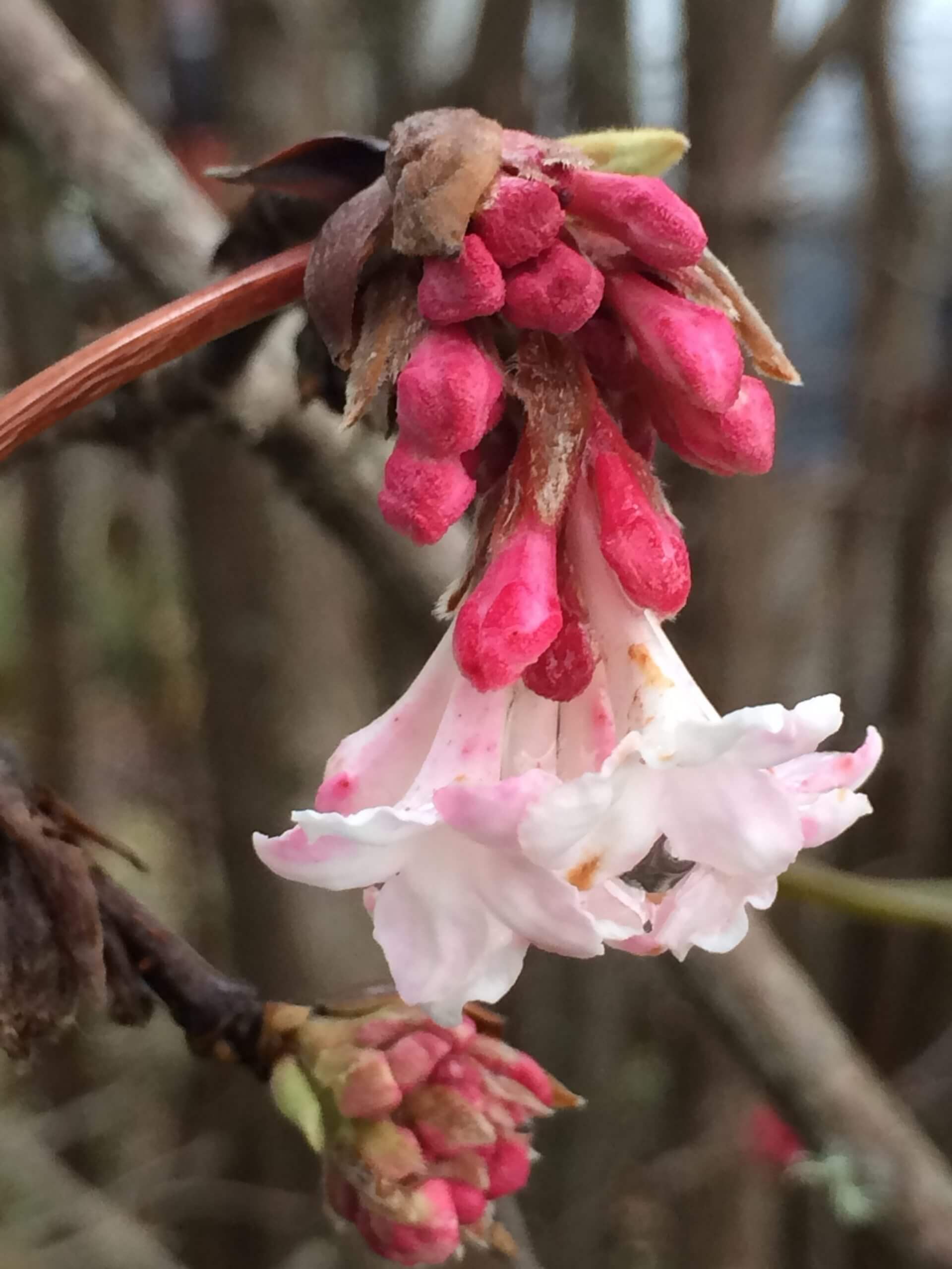 Viburnum x bodnantense 'Dawn'