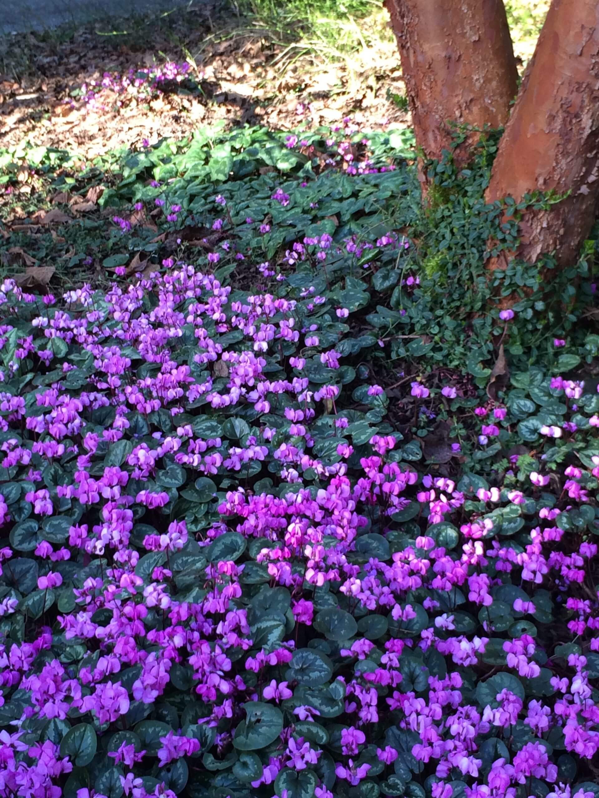 Warm winters bring early spring flowers