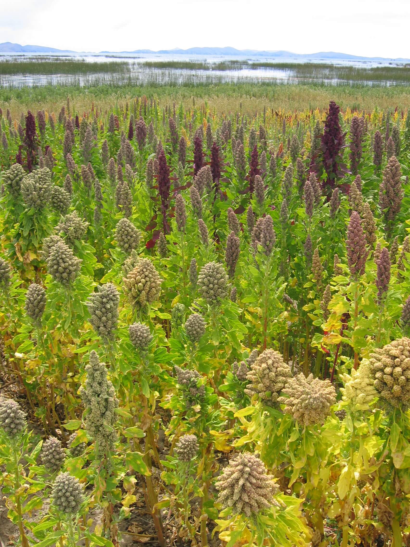 Lanscape_with_Chenopodium_quinoa_Cachilaya_Bolivia_Lake_Titicaca Michael Hermann