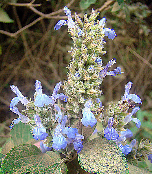 Salvia_hispanica_(10461546364)