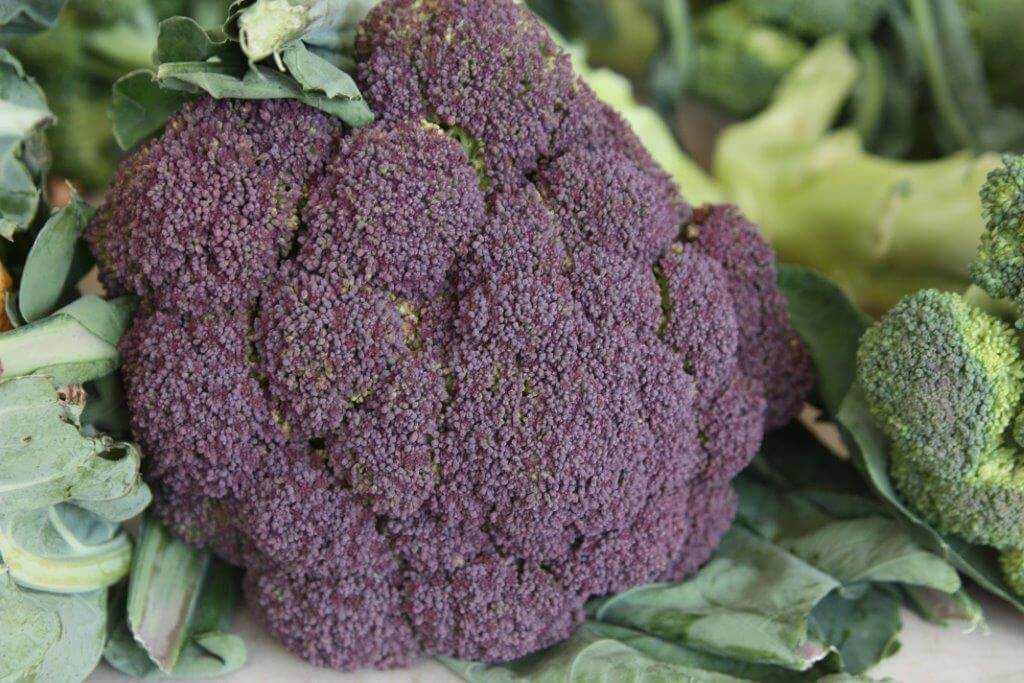 Brassica-oleracea-Early-Purple-Italica-Group