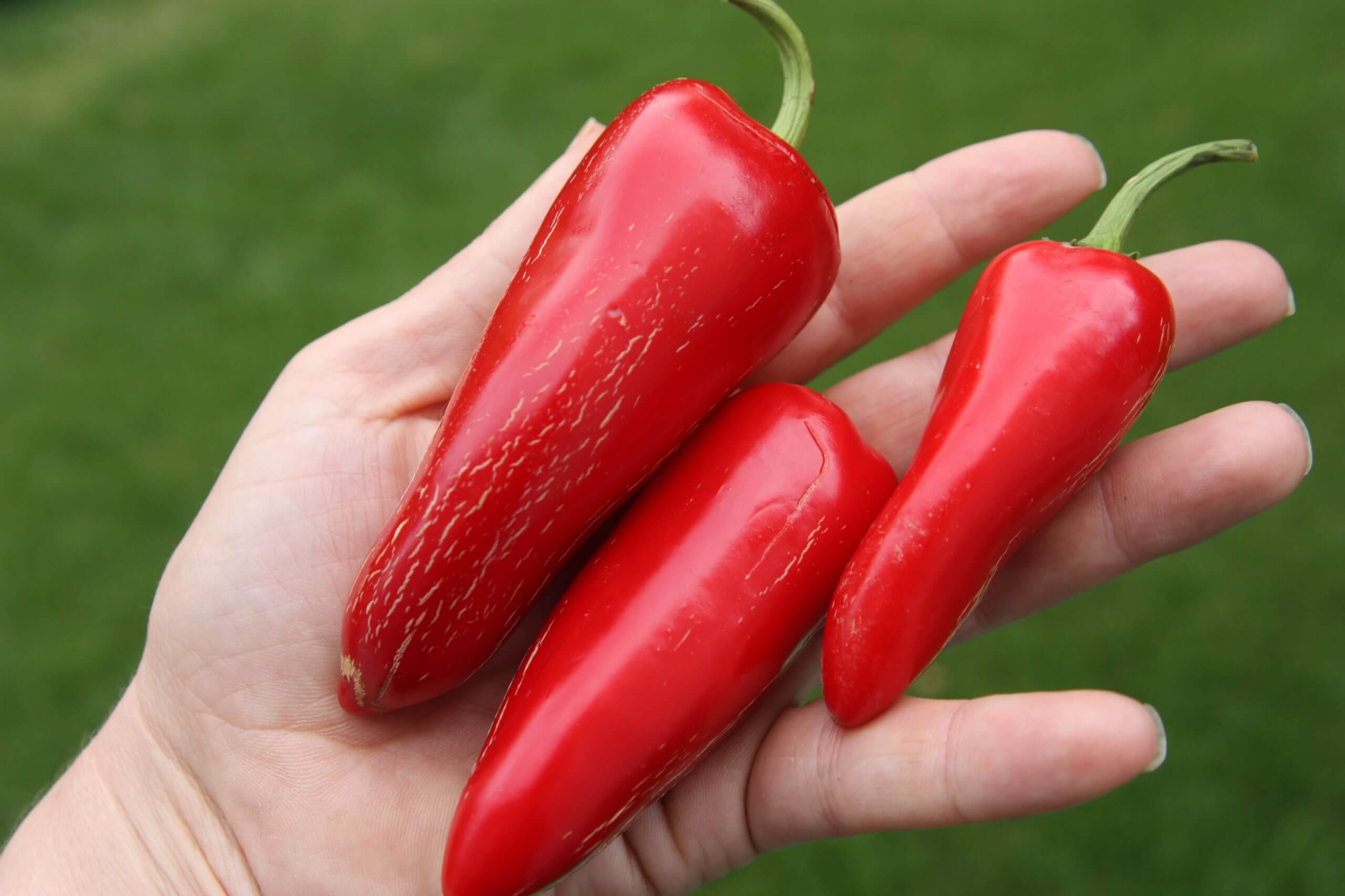 Capsicum annuum 'Chervena Chushka'