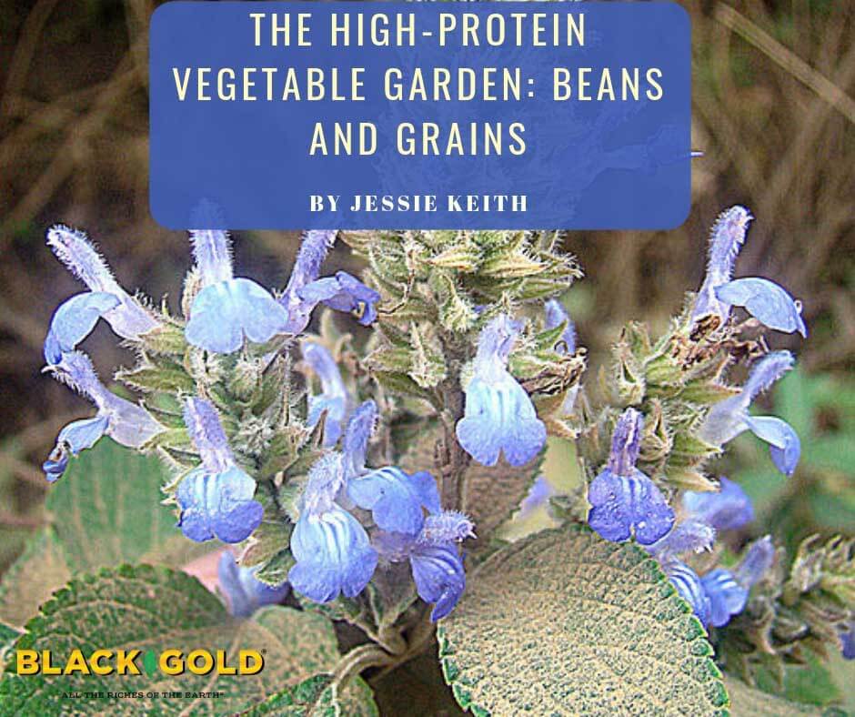 high protein grains and beans