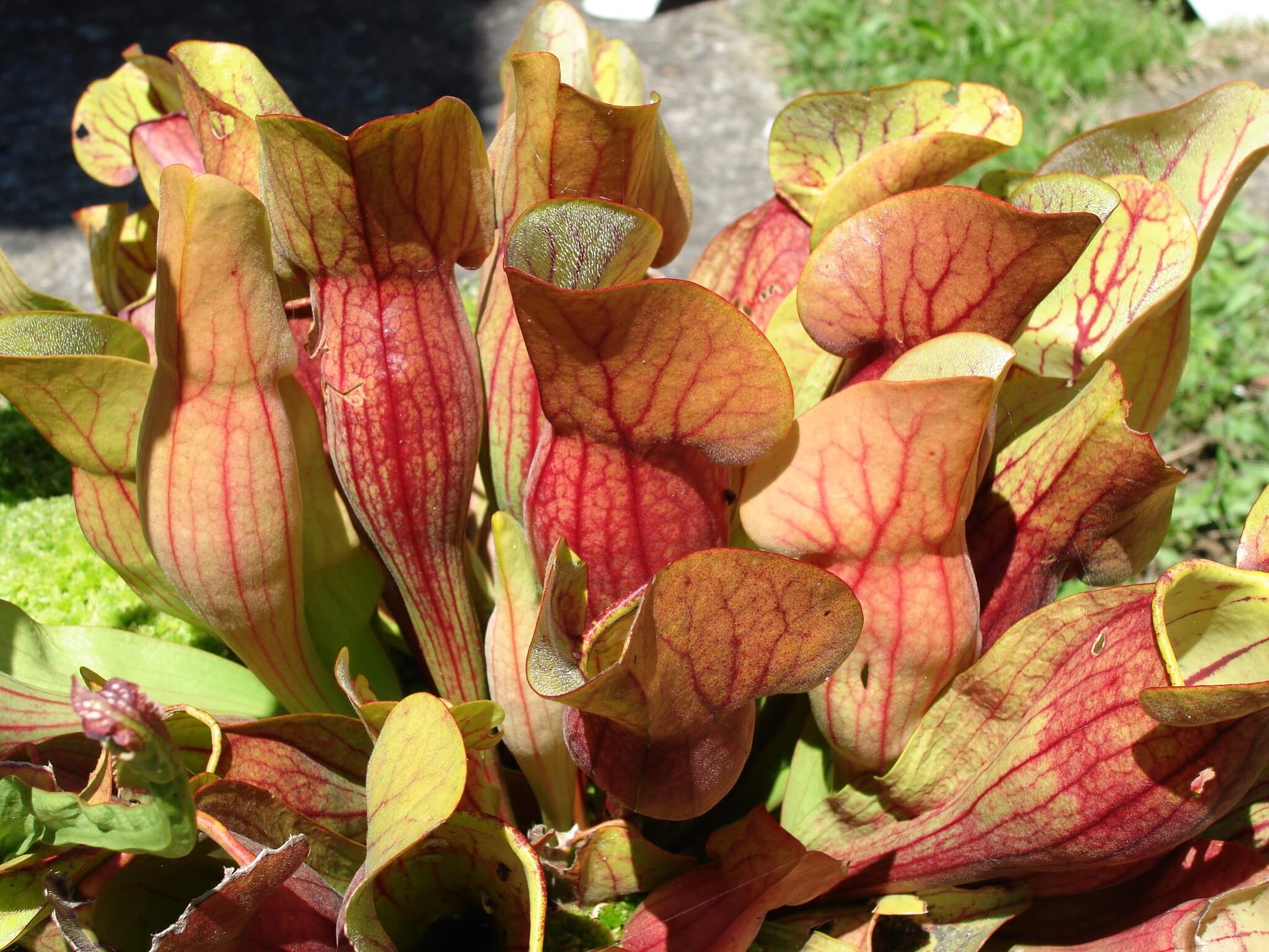 Sarracenia_purpurosa_france_2007_-_2 Oliver pouzin