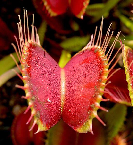 Venus fly traps can be challenging to grow for the uneducated gardener.