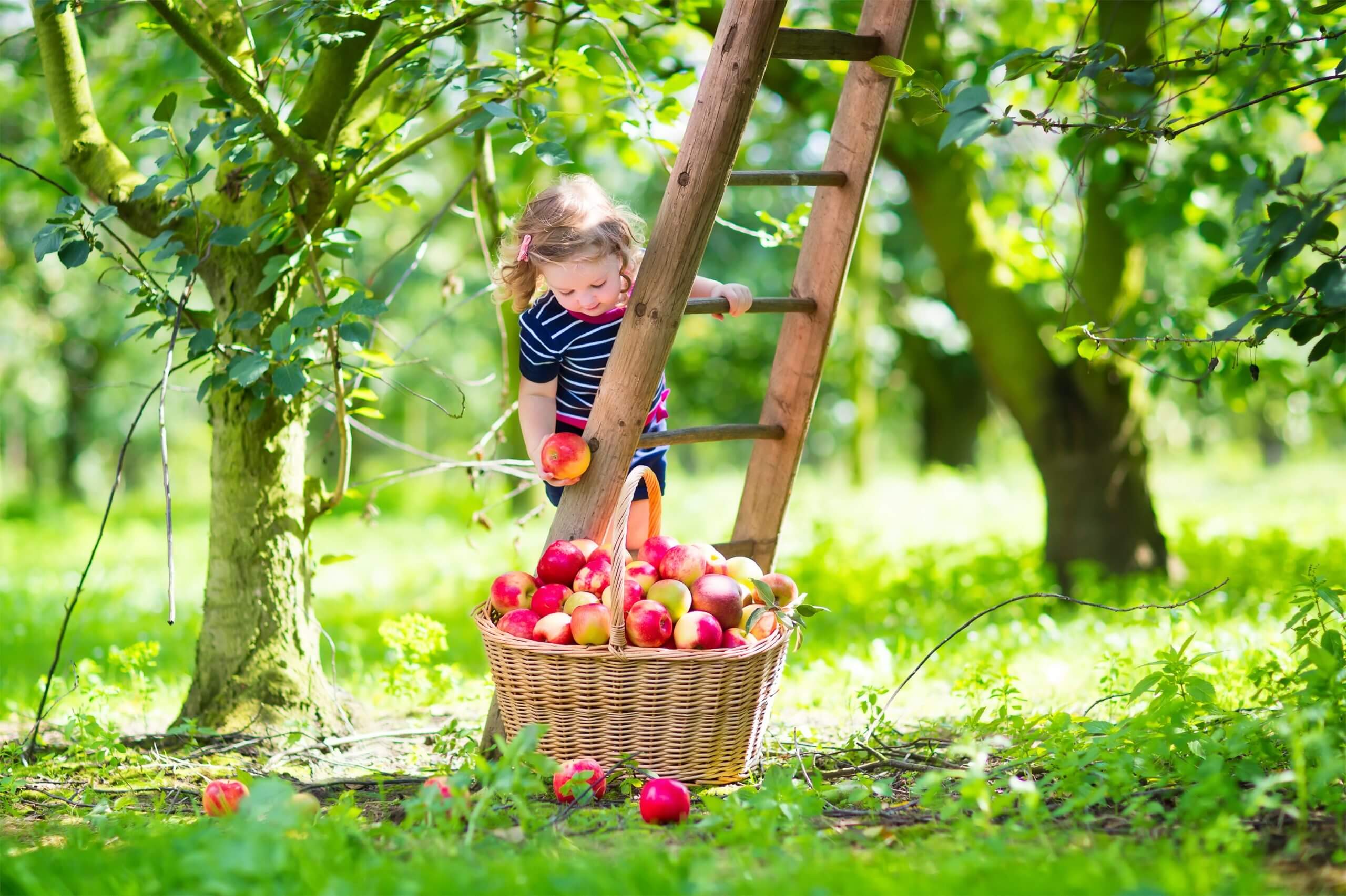 Adorable little toddler girl with curly hair wearing a blue dress climbing a ladder picking fresh apples in a beautiful fruit garden on a sunny autumn day