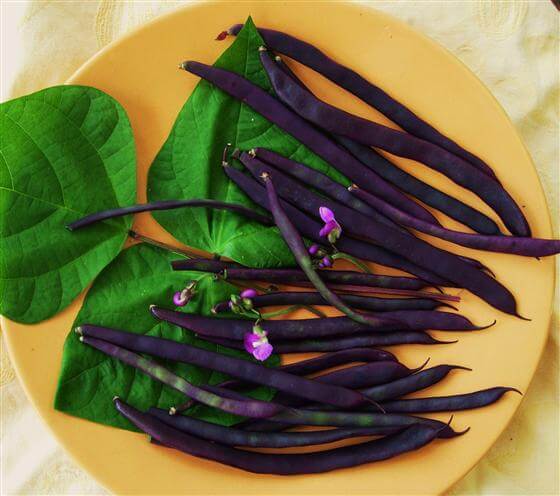 purple-podded-pole