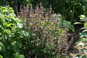 Ocimum-basilicum-Cinnamon-JaKMPM-300x200