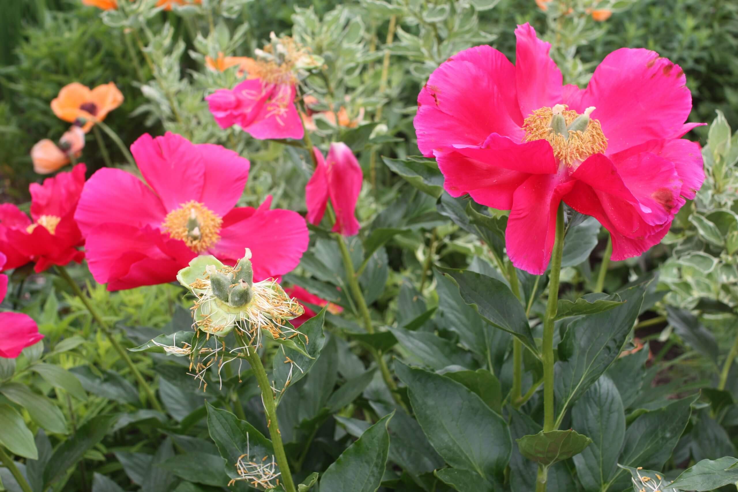 Peony Pink Choice  K. Van Bourgondien Flowering Perennials