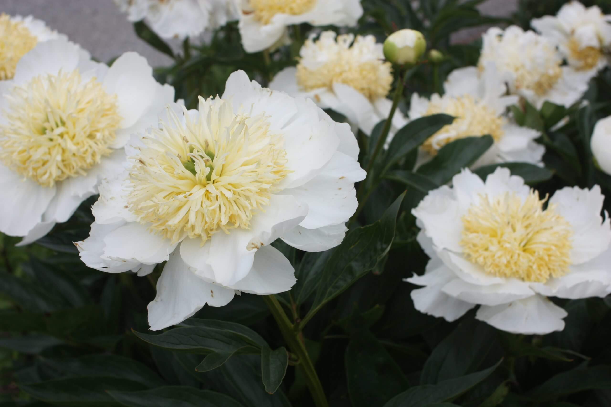 Paeonia lactiflora 'Gold Rush' JaKMPM